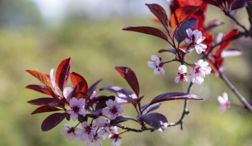 人間最美在4月，未來這些漂亮花就要開放了，你知道它們的名字嗎