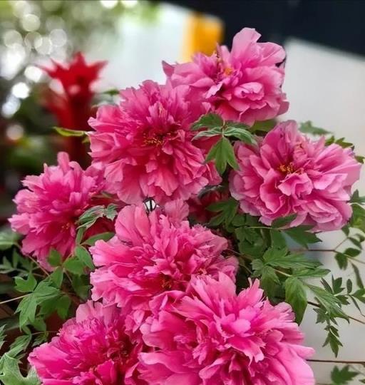 養花十餘年，總結出6個適合新手種植的漂亮花，寓意吉祥上檔次