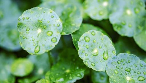 這五種花最愛喝雨水，10天喝1次，葉子綠油油的，盆盆都長得旺！