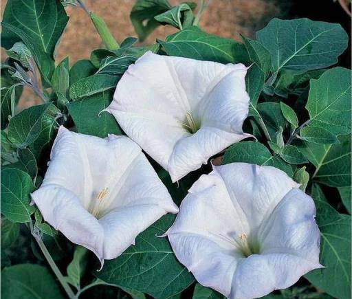 幸虧我家沒有養這6種花，「花旺不旺人」，家裡有養趕緊搬出去！