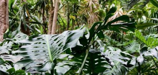 這五種花最愛喝雨水，10天喝1次，葉子綠油油的，盆盆都長得旺！