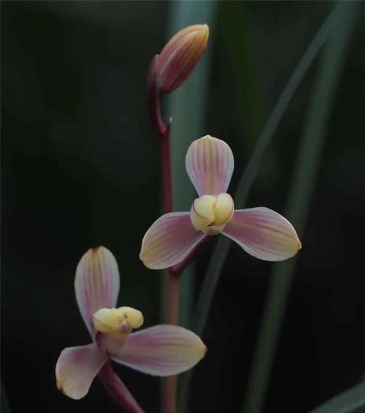 ○中国四季蘭 建蘭「市長紅」 624-18 ○ 春蘭 寒蘭 東洋蘭 万年青