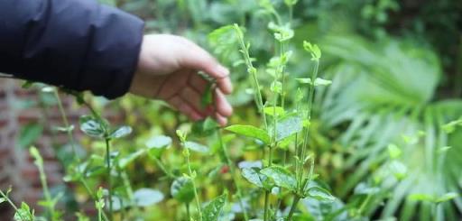 茉莉花春天這樣修剪，側枝側芽瘋狂生長，花多多十倍