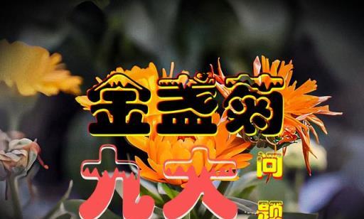 AI彙總養盆栽金盞菊，大家最關心的「九大」問題解決方法都在這！