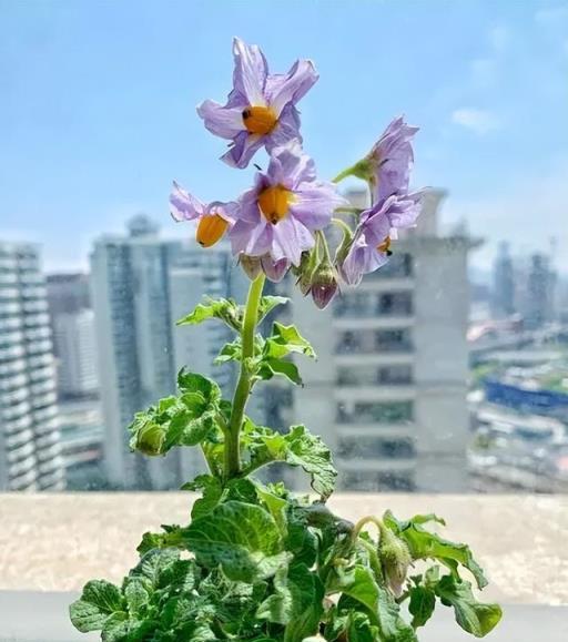 發芽的土豆別丟了，用來水培長勢旺，開花清新淡雅上檔次