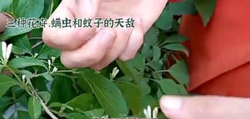 三種神奇花卉：茉莉花、金銀花和白掌，讓家居更健康