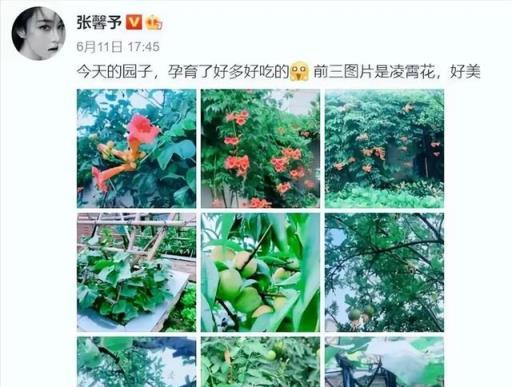 張馨予的夢幻花園：菜園子也能如此驚豔，百萬粉絲為之傾倒！