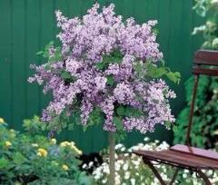 家養丁香花，庭院繁花的祕密