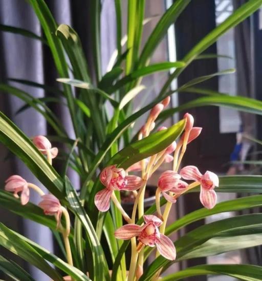 ○中国四季蘭 建蘭「市長紅」 624-18 ○ 春蘭 寒蘭 東洋蘭 万年青