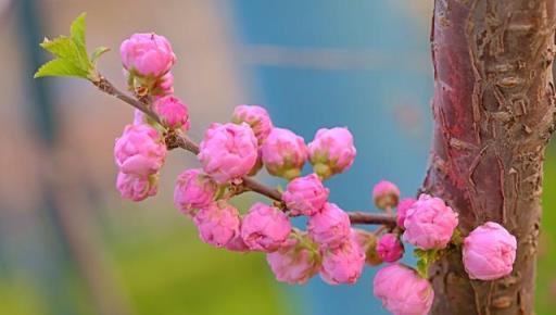 人間最美在4月，未來這些漂亮花就要開放了，你知道它們的名字嗎