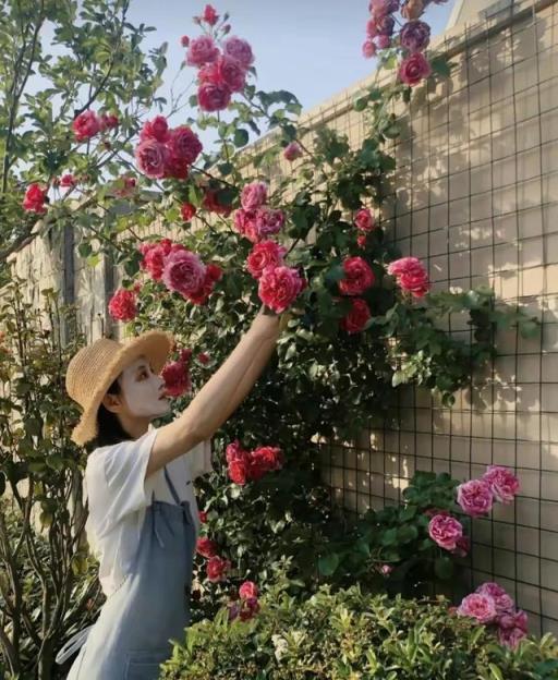 張馨予的夢幻花園：菜園子也能如此驚豔，百萬粉絲為之傾倒！