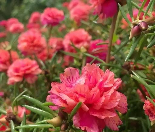 初春養花，養花小白，首選這6種花草，好養護，容易養開花！