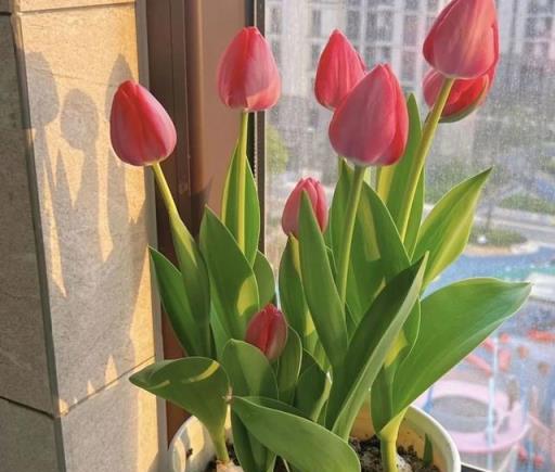 幸虧我家沒有養這6種花，「花旺不旺人」，家裡有養趕緊搬出去！