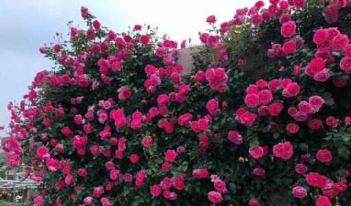 適合庭院種植的一種藤本花，花色鮮豔長勢旺，適合新手和小白