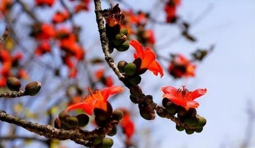 分享一種霸氣十足的大紅花，開花一茬接一茬，現在養一盆正當時