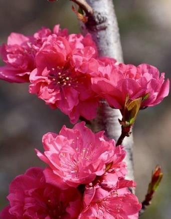 人間最美在4月，未來這些漂亮花就要開放了，你知道它們的名字嗎