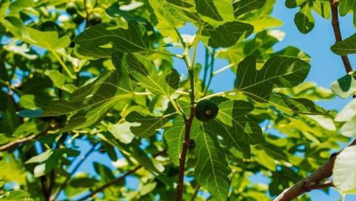 無花果是「凶樹」嗎？院子裡能不能種無花果樹？答案來了