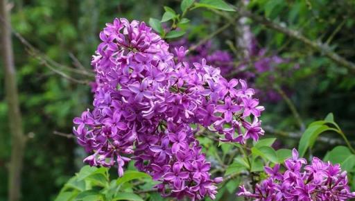 家養丁香花，庭院繁花的祕密