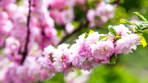 春季花卉種植技巧指南