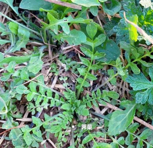 4月踏青，遇到這8種野菜就挖回家，美味又營養，遍地都是