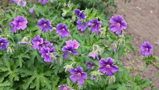 蚊子最「討厭」的花卉植物，家裡「養幾盆」，夏天好「驅蚊」