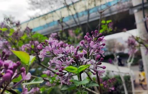 丁香花丨路邊的「紫丁香」，淡淡清香，美若雲霞