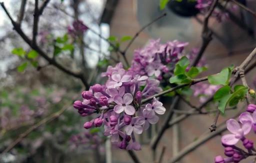 丁香花丨路邊的「紫丁香」，淡淡清香，美若雲霞