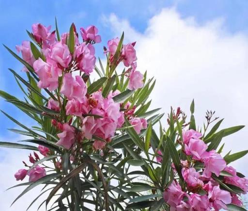 「陽臺有4花，家窮難致富」，家裡陽臺再大，也不要養4種花