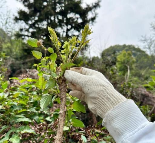 4月踏青，遇到這8種野菜就挖回家，美味又營養，遍地都是