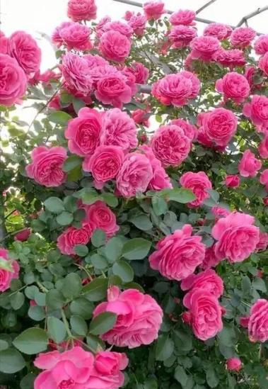 適合居家種植的5種花，擺在家裡空氣好，一覺睡到大天亮