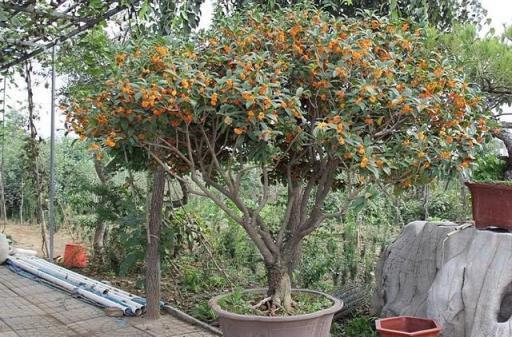 8種花是「仙草」，漂亮又治病，家裡養一棵，省下買藥錢！