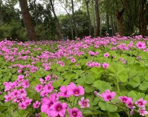 踏青遇到「三葉草」，不妨挖一株，回家養成小盆景，多少錢都不賣