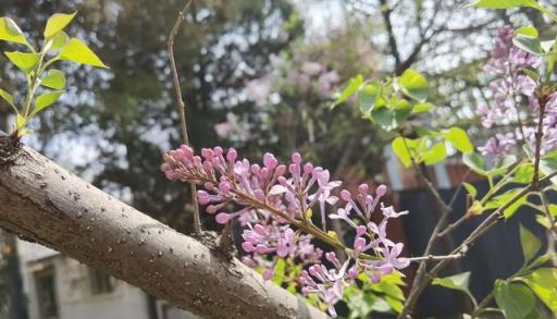 白丁香紫丁香，棵棵美麗芬芳而飄香