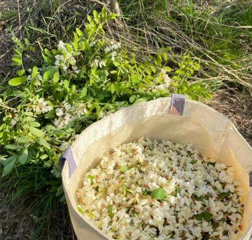 4月踏青，遇到這8種野菜就挖回家，美味又營養，遍地都是