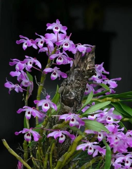 8種花是「仙草」，漂亮又治病，家裡養一棵，省下買藥錢！