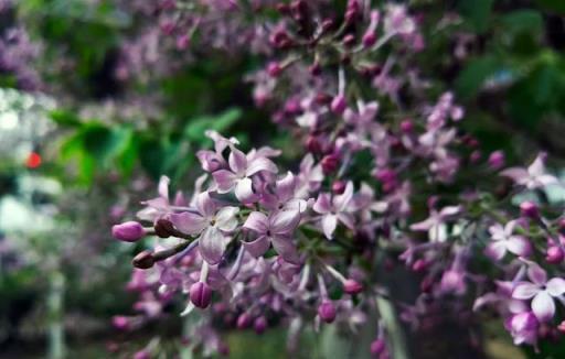 丁香花丨路邊的「紫丁香」，淡淡清香，美若雲霞