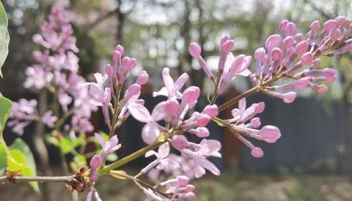 白丁香紫丁香，棵棵美麗芬芳而飄香