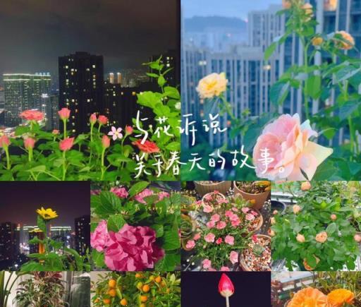 「陽臺有4花，家窮難致富」！家裡陽臺再大，也別養這4種花！