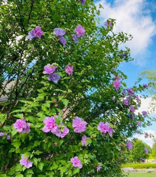 8種花是「仙草」，漂亮又治病，家裡養一棵，省下買藥錢！