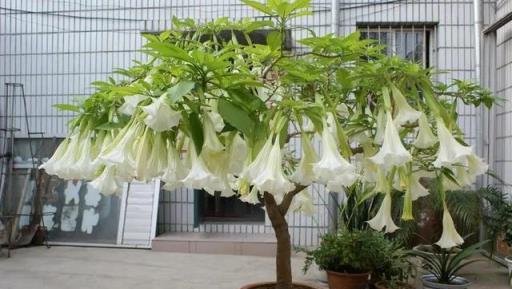 警惕！這6種花可能危害健康，多人已受影響