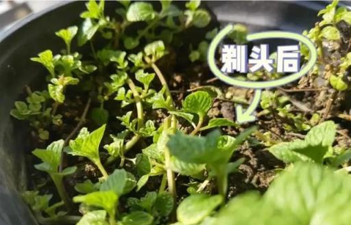 4月，趕緊給8種花「剃光頭」，剃完呼呼冒新芽，比施肥管用！