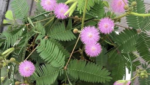 「毒花」家裡養，花旺人不旺，6種大毒花，早點搬出去養！