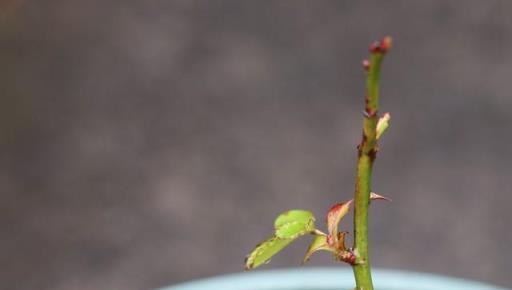 盆栽月季，入冬前這樣修剪，來年開春發芽多，開花更旺盛