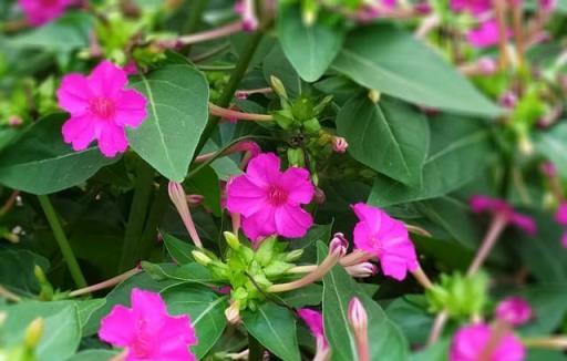 蚊子最「討厭」的花卉植物，家裡「養幾盆」，夏天好「驅蚊」