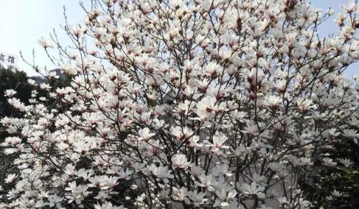 院子有空地，可以種棵「大花樹」，一年到頭有花看，美麗又大氣