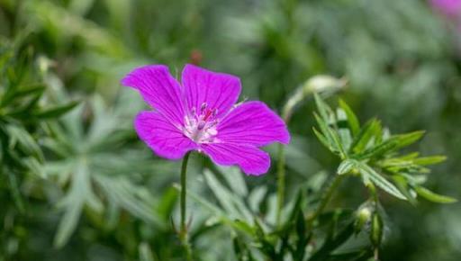 蚊子最「討厭」的花卉植物，家裡「養幾盆」，夏天好「驅蚊」