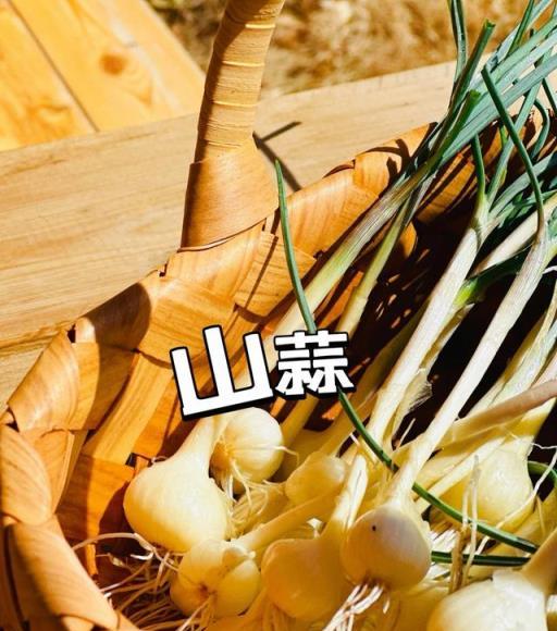 4月踏青，遇到這8種野菜就挖回家，美味又營養，遍地都是