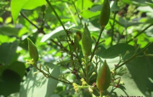 丁香花丨路邊的「紫丁香」，淡淡清香，美若雲霞