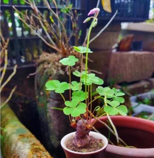 踏青遇到「三葉草」，不妨挖一株，回家養成小盆景，多少錢都不賣