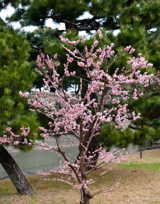 「養棵守家樹，旺人又鎮宅」，養得越久越富貴，鎮宅納福